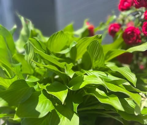 写真を開く