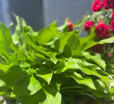 お花を頂きました！